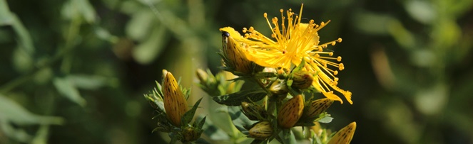Johanniskraut Blüte