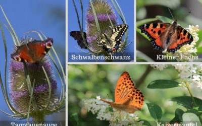 Schmetterlinge, Raupen und ihre Futterpflanzen erkennen